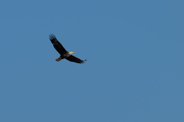 Obraz premium Bald eagle in flight against a blue sky.