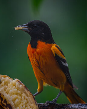 Baltimore oriole (Icterus galbula)