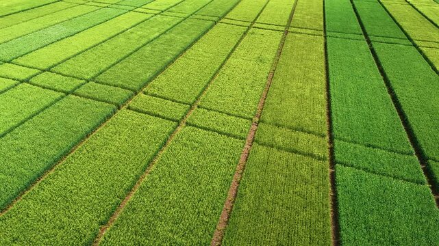 Aerial view of green agricultural grain experimental fields