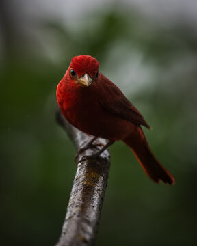 Summer tanager (Piranga rubra)