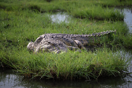 Nile Crocodile (Crocodylus niloticus) Partially Submerged in Grassy Botswana Wetlands