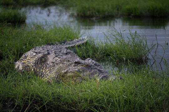 Nile Crocodile (Crocodylus niloticus) Lurking in Thick Grasslands of Botswana Wetlands