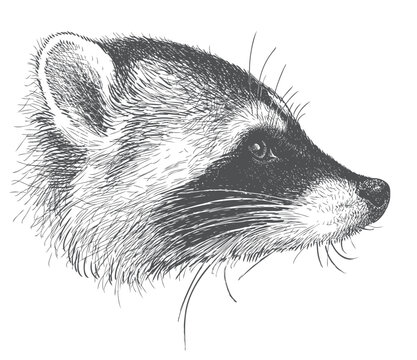 Raccoon head, animal portrait profile, realistic sketch, vector hand drawn illustration isolated on white background