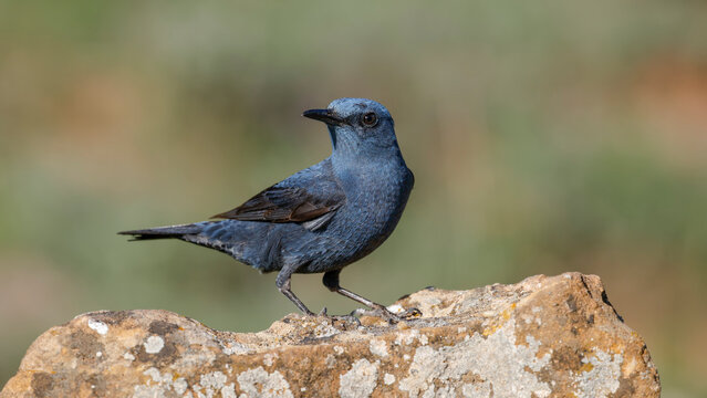 G&ouml;kardı&ccedil; - Blue Rock Thrush bird perching on a rock	
