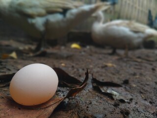 Obraz premium Egg on the ground