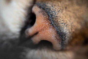 Obraz premium Extreme Macro Shot of a Cat's Nose Texture