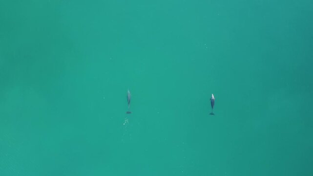 Dolphins swimming from above 
