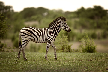 Obraz premium Plains Zebra (Equus quagga) Walking Through Lush Green Savanna in Botswana