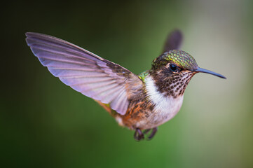 Volcano hummingbird (Selasphorus flammula) © JuanPablo