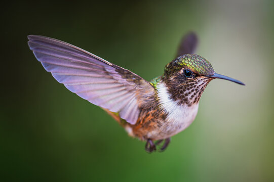 Volcano hummingbird (Selasphorus flammula)
