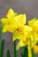 Fototapeta premium Yellow flowers with delicate petals. Springtime daffodils against dull background