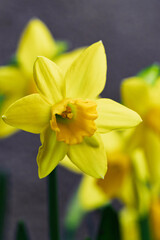 Fototapeta premium Yellow flowers with delicate petals. Springtime daffodils against dull background