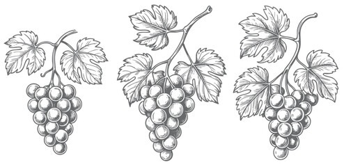 Naklejka premium Vintage vineyard grape branch with hanging clusters in ink engraving. Hand drawn grapevine composition isolated on white background.