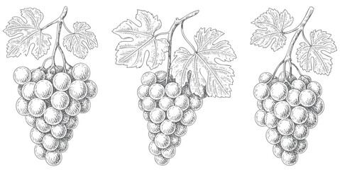 Naklejka premium Vintage vineyard grape branch with hanging clusters in ink engraving. Hand drawn grapevine composition isolated on white background.