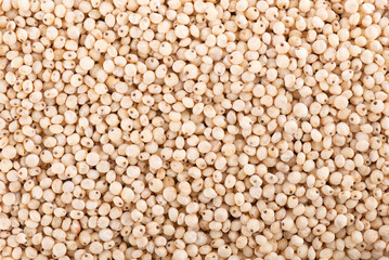 Sorghum seeds background. Sorghum bicolor or sorgo grains.