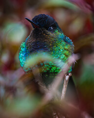 Fiery-throated hummingbird (Panterpe insignis) © JuanPablo