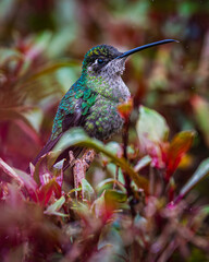Talamanca hummingbird (Eugenes spectabilis) © JuanPablo