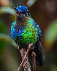 Fiery-throated hummingbird (Panterpe insignis) © JuanPablo