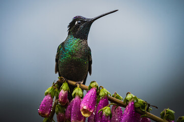 Talamanca hummingbird (Eugenes spectabilis) © JuanPablo