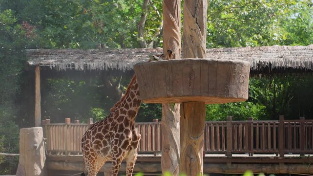 Peaceful environment hosts elegant giraffe. Serene zoo setting features graceful giraffe feeding calmly. Elegant giraffe delicately extends its neck to forage amidst tranquil zoo surroundings