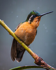 White-throated mountaingem or white-throated mountain-gem © JuanPablo