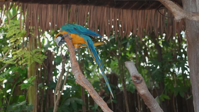 Blue macaw perched on wooden branch under thatch roof, bold yellow chest and long tail feathers, lush green foliage background, lively head bob and chattering call, aviary ambassador vibe