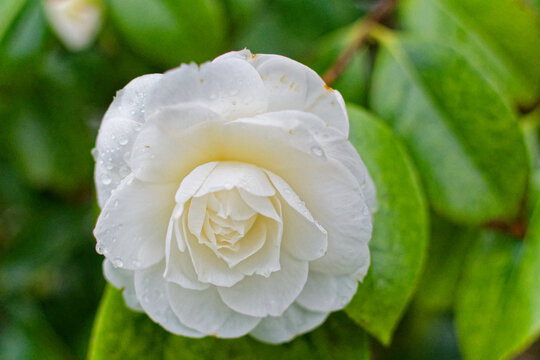 fleur de cam&eacute;lia