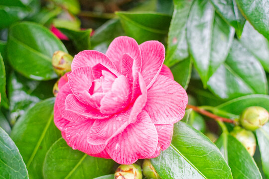 fleur de cam&eacute;lia