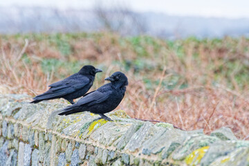 gros plan sur des corbeaux © bru greg