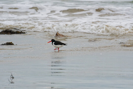 pie huitri&egrave;re sur la plage &agrave; mar&eacute;e basse