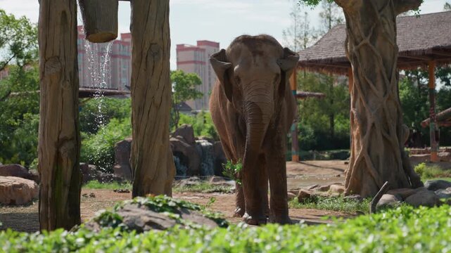 Elephant walking through urban enclosure, solitary adult navigates between wooden posts and trees with skyline of apartments in background, dusty ground and scattered rocks, zoo habitat blending city