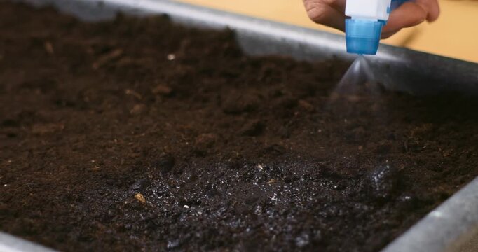 Watering Soil in a Planter Box with a Spray Bottle