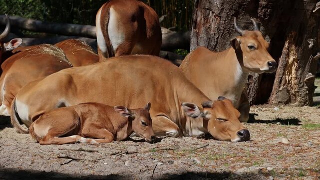 Family of Banteng, Bos javanicus or Red Bull. It is a type of wild cattle But there are key characteristics that are different from cattle and bison: a white band bottom in both males and females.