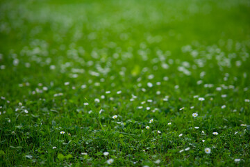 Tiny White Daisies on Lush Green Grass - Spring Meadow Macro Background © TetianaRUD
