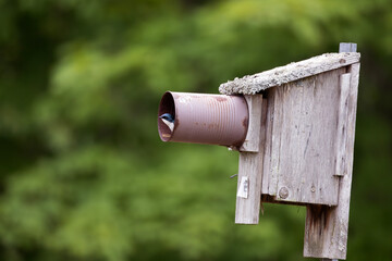 Fototapeta premium Tree swallow Tachycineta bicolor looking out from a metal tube entrance guard meant to deter predators from raiding the wooden nest box it is attached to