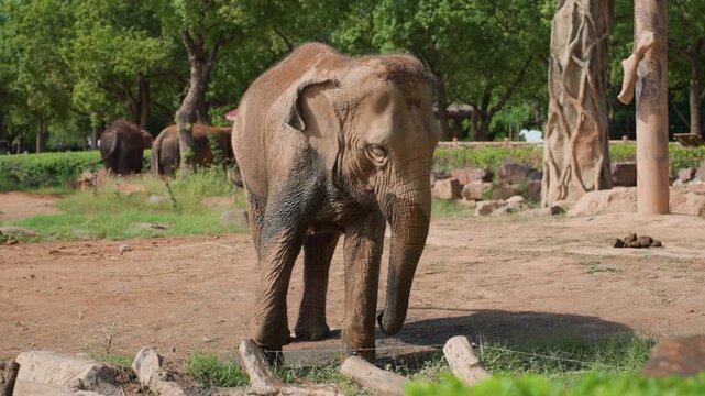 Mud covered elephant walking toward camera, single adult asian elephant shaking trunk and flinging wet mud, textured skin patterns, grassy enclosure with tree trunks, bright sunlight, distant herd