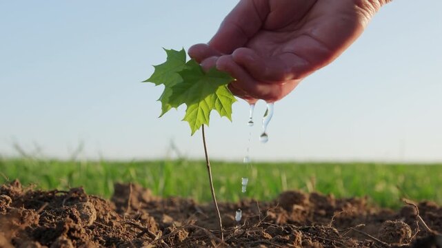 Human hand watering young tree sapling growing in soil close up