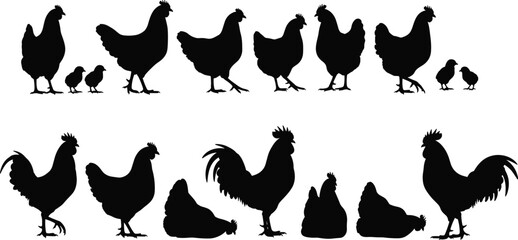 Chicken silhouette collection featuring roosters hens and baby chicks in various poses including standing walking and sitting isolated on white background © Sakill_Pro
