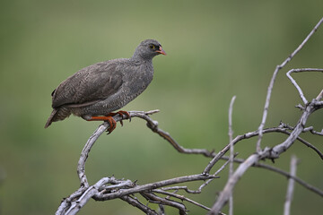 Fototapeta premium Red-billed Spurfowl (Pternistis adspersus) Perched on Bare Branch Against Green Background in Botswana