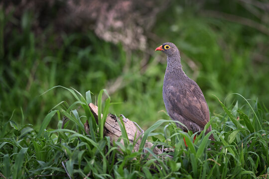 Red-billed Spurfowl (Pternistis adspersus) Standing in Lush Green Grass in Botswana