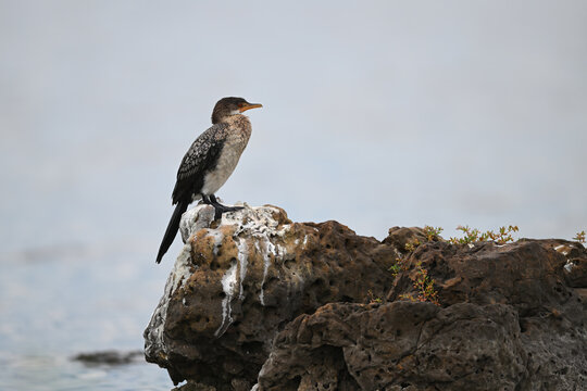 Juvenile Reed Cormorant (Microcarbo africanus) Perched on Rock in Botswana

