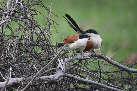 Pair of Senegal Coucals (Centropus senegalensis) Perched Together on Bare Branch in Botswana
