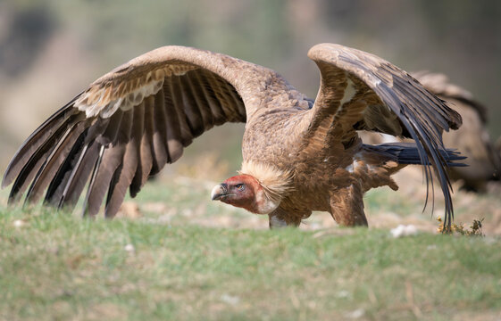Buitre leonado a punto de volar lleno de sangre.