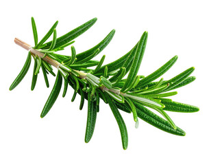Fototapeta premium Fragrant green herb sprig with narrow leaves on a white background