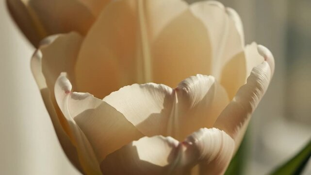 Cream Tulip Close-Up \'96 elegant soft light petals captured in extreme macro detail, a single cream-colored tulip filling the frame with smooth satin-like petals gently curving inward, subtle