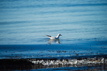 Mouette en bord de mer .