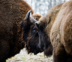 Stado Polskich żubrów na wiosennej polanie starego  lasu © kubikactive