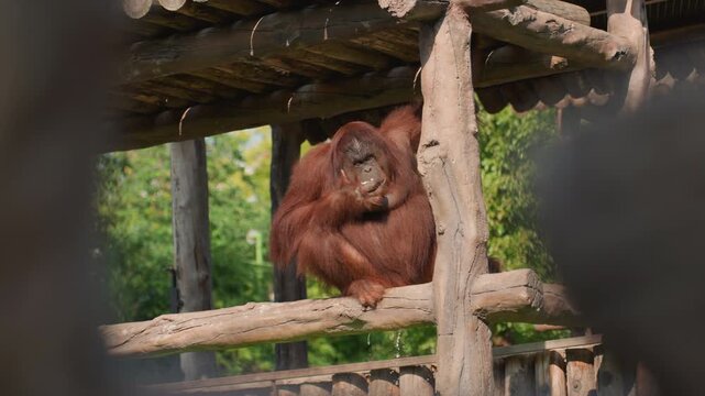 Orangutan resting on wooden perch inside shelter, distant visitors blurred in foreground, primate hugging knees and gazing quietly, serene mood for documentary capture, conservation message