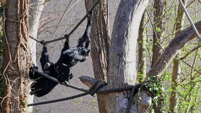 The black-headed spider monkey, Ateles fusciceps is a species of spider monkey, a type of New World monkey, from Central and South America.
