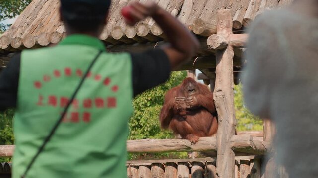 Zoo keeper feeding orangutan asian staff offering treat, visitor watches from behind barrier, green uniform visible, timber shelter setting, calm primate response, hands gesture and gentle enrichment